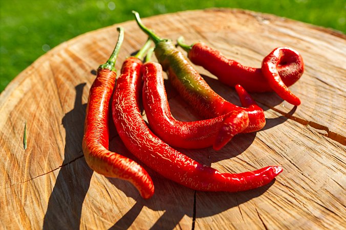 Farmer's Long Cross | Chilli semena