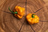 Scotch Bonnet TFM - ISO | Chilli semena