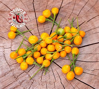 Aji Charapita - ISO •