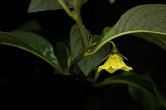 Capsicum geminifolium | Chilli semena
