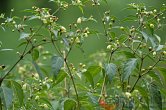 Capsicum tovarii | Chilli semena