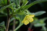 Capsicum rhomboideum | Chilli semena