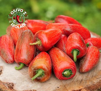 Jalapeno Big Pit - ISO