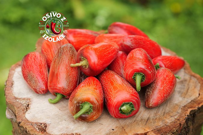 Jalapeno Big Pit - ISO | Chilli semena