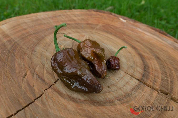 Brazilian Ghost Chocolate | Chilli semena