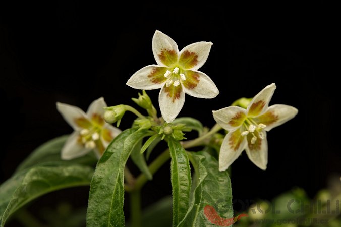 Capsicum cf. mirabile | Chilli semena