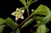 Capsicum recurvatum, red flower | Chilli semena