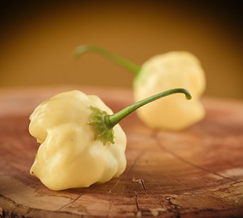 Peppacream NOT Stripey - ISO