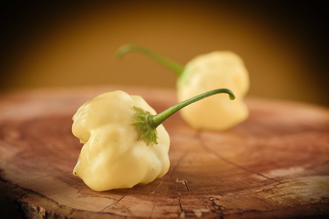 Peppacream NOT Stripey - ISO | Chilli semena