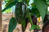 Jalapeno Azabache - ISO | Jalpeno chilli semena