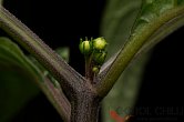 Capsicum mirabile Serra da Cantareira | Chilli semena