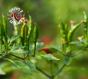 Vietnamese Tears - ISO