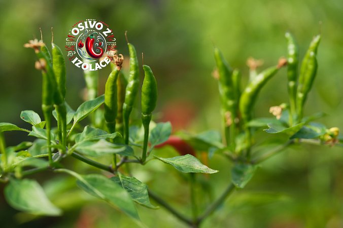 Vietnamese Tears - ISO | Chilli semena