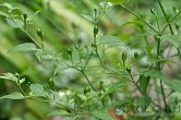Capsicum chacoense CAP 1153 | Chilli semena