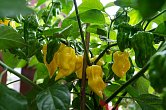 Habanero Hot Lemon | Chilli semena