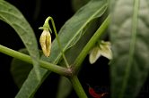 Capsicum cf. mirabile | Chilli semena
