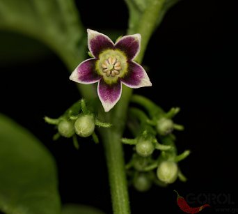 Capsicum parvifolium