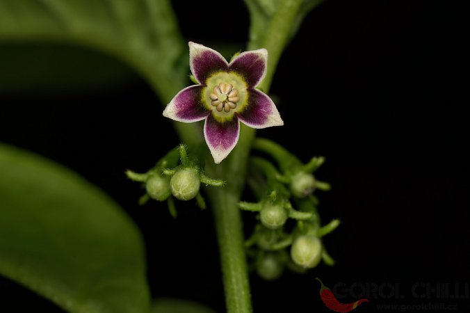 Capsicum parvifolium | Chilli semena