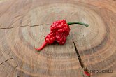 7 Pot Primo Red - ISO | Chilli semena