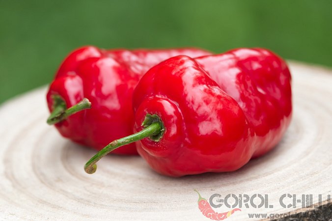 Rocoto Grande Rojo F2 | Chilli semena