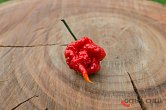 7 Pot Primo Red - ISO | Chilli semena