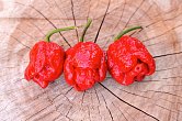 Trinidad Scorpion Moruga Red | Chilli semena