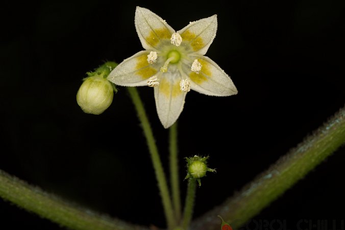 Capsicum recurvatum | Chilli semena