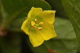 Capsicum rhomboideum | Chilli semena