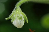 Capsicum eshbaughii | Chilli semena