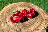 Maules Red Mols Stribet - ISO | Chilli semena