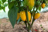 NuMex Lemon Spice | Chilli semena