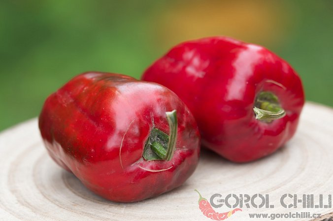 Giant Red Peruvian Rocoto  | Chilli semena