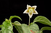 Capsicum cf. mirabile | Chilli semena