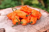 Bhut Orange Copenhagen | Chilli semena
