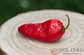 Rocoto Grande Rojo F2 | Chilli semena