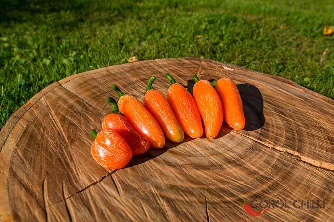 NuMex Orange Spice | Chilli semena