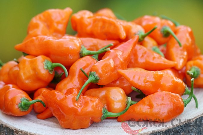 Habanada - ISO | Chilli semena