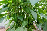Jalapeno Early - ISO | Chilli semena