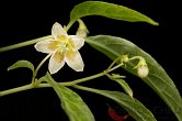 Capsicum cf. mirabile | Chilli semena