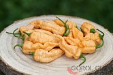 Bhut Jolokia Purple Peach - ISO • | Chilli semena
