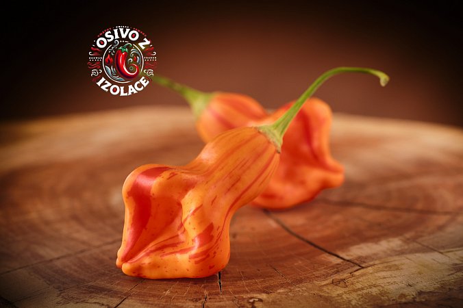 Zébrange - ISO | Chilli semena