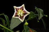 Capsicum flexuosum Monteiro Lobato | Chilli semena