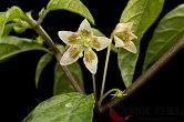 Capsicum recurvatum, red flower | Chilli semena