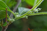 Capsicum rhomboideum | Chilli semena