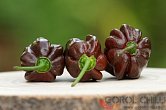 Habanero Chocolate | Chilli semena