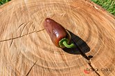 Jalapeno Brown | Chilli semena