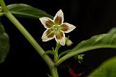 Capsicum cf. mirabile | Chilli semena