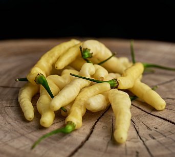 Aribibi Gusano - ISO