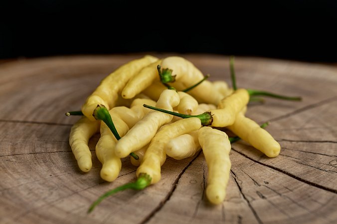 Aribibi Gusano - ISO | Chilli semena