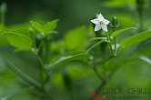 Capsicum chacoense CAP 1153 | Chilli semena